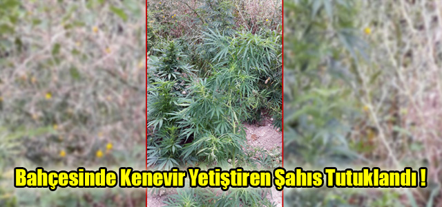 Bahçesinde Kenevir Yetiştiren Şahıs Tutuklandı !