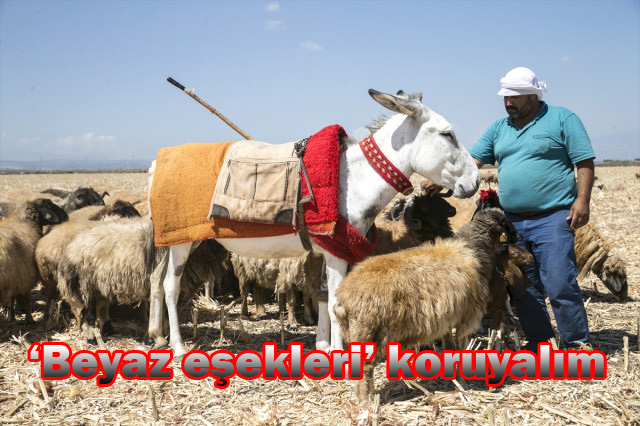 ‘Beyaz eşekleri’ koruyalım