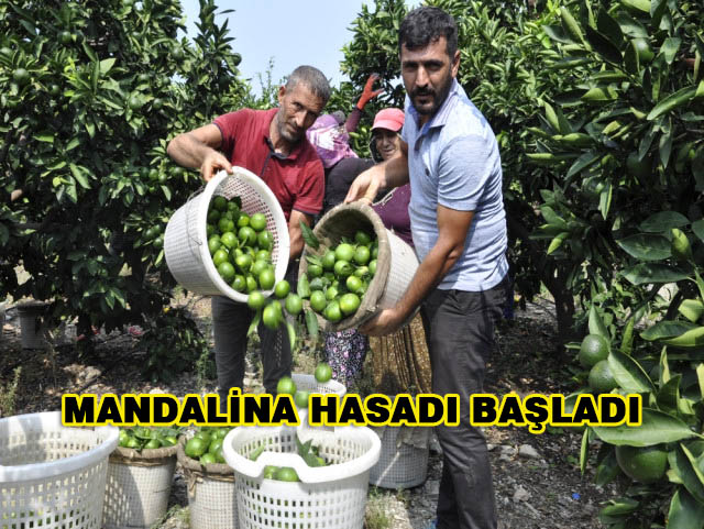 Mandalina Hasadı Başladı