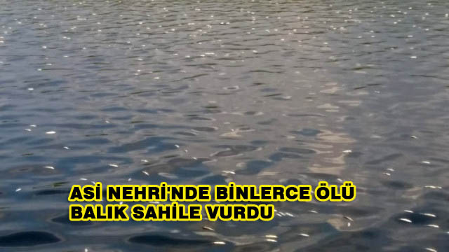 Asi Nehri’nde Binlerce Ölü Balık Sahile Vurdu