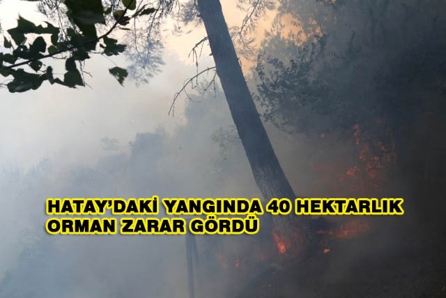 Hatay’daki Yangında 40 Hektarlık Orman Alanı Zarar Gördü