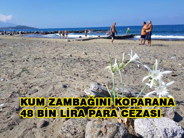 Kum Zambağını Koparana 48 Bin Lira Para Cezası