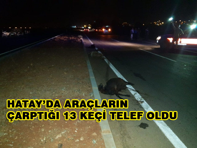 Hatay’da Araçların Çarptığı 13 Keçi Telef Oldu