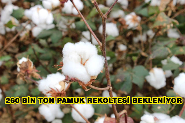 Hatay’da 260 Bin Ton Pamuk Rekoltesi Bekleniyor