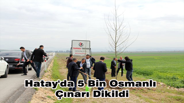 Hatay’da 5 Bin Osmanlı Çınarı Dikildi