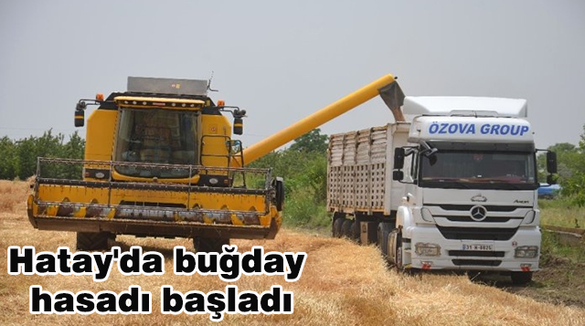 Hatay’da buğday hasadı başladı