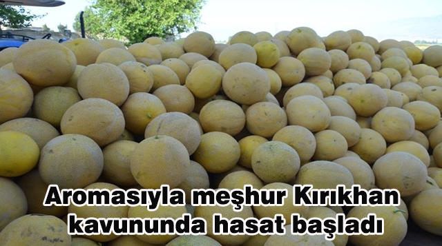 Aromasıyla meşhur Kırıkhan kavununda hasat başladı