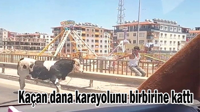 Kaçan dana karayolunu birbirine kattı