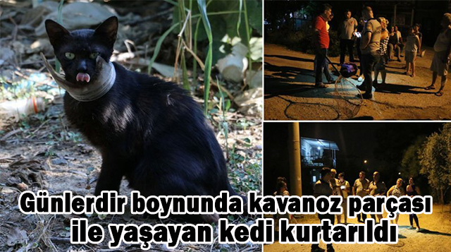 Günlerdir boynunda kavanoz parçası ile yaşayan kedi kurtarıldı