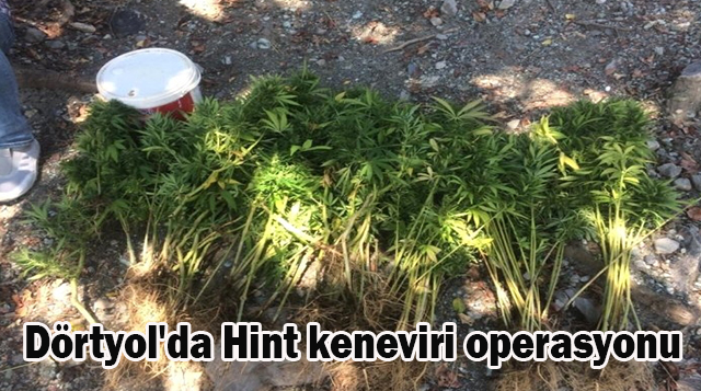 Dörtyol’da Hint keneviri operasyonu
