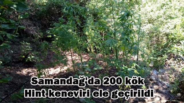Samandağ’da 200 kök Hint keneviri ele geçirildi