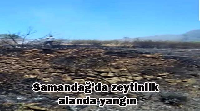 Samandağ’da zeytinlik alanda yangın