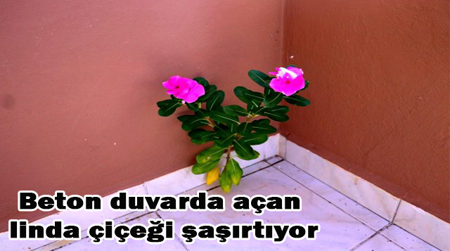 Beton duvarda açan linda çiçeği şaşırtıyor