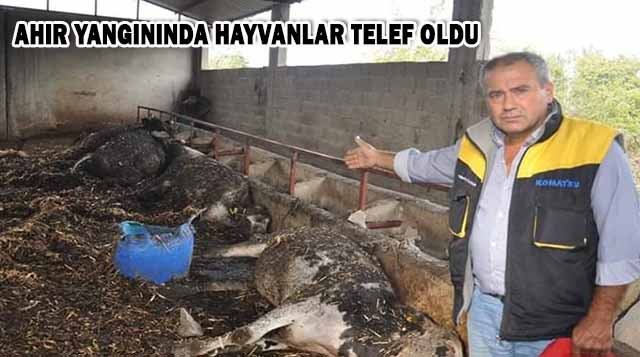 AHIR YANGININDA HAYVANLAR TELEF OLDU