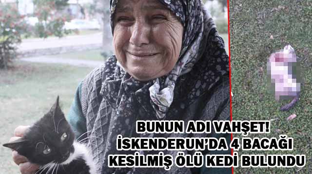 Bunun adı vahşet! Hatay’da 4 bacağı kesilmiş ölü kedi bulundu
