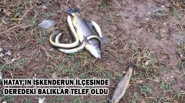 Hatay’ın İskenderun ilçesinde deredeki balıklar telef oldu