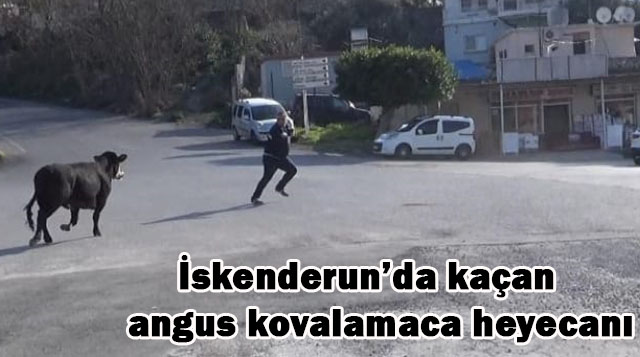 İskenderun’da kaçan angus kovalamaca heyecanı