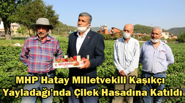 MHP Hatay Milletvekili Kaşıkçı Yayladağı’nda Çilek Hasadına Katıldı