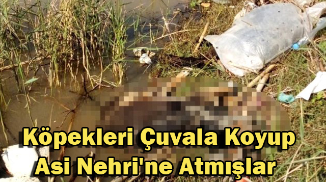 Köpekleri Çuvala Koyup Asi Nehri’ne Atmışlar