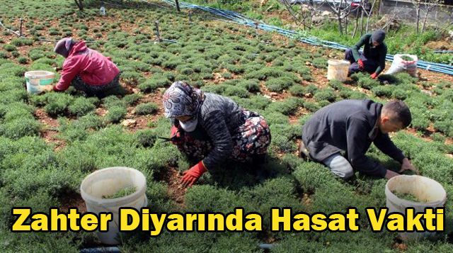 Zahter Diyarında Hasat Vakti