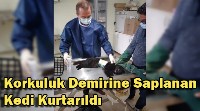 Korkuluk Demirine Saplanan Kedi Kurtarıldı