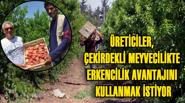 Üreticiler, Çekirdekli Meyvecilikte Erkencilik Avantajını Kullanmak İstiyor