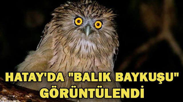 HATAY’DA “BALIK BAYKUŞU” GÖRÜNTÜLENDİ