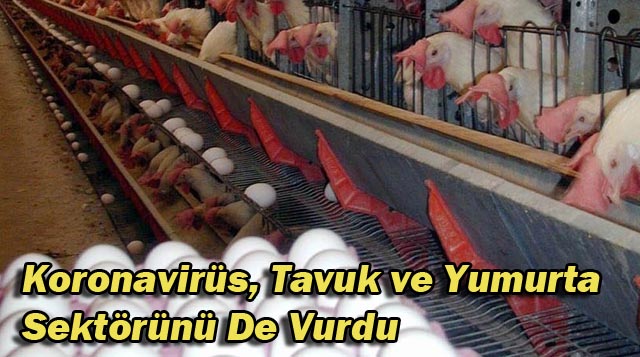 Koronavirüs, Tavuk ve Yumurta Sektörünü De Vurdu