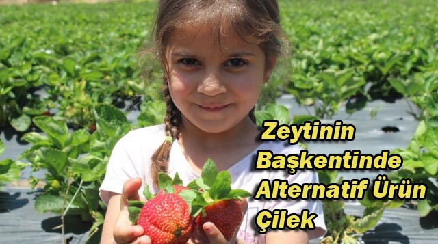 Zeytinin Başkentinde Alternatif Ürün Çilek