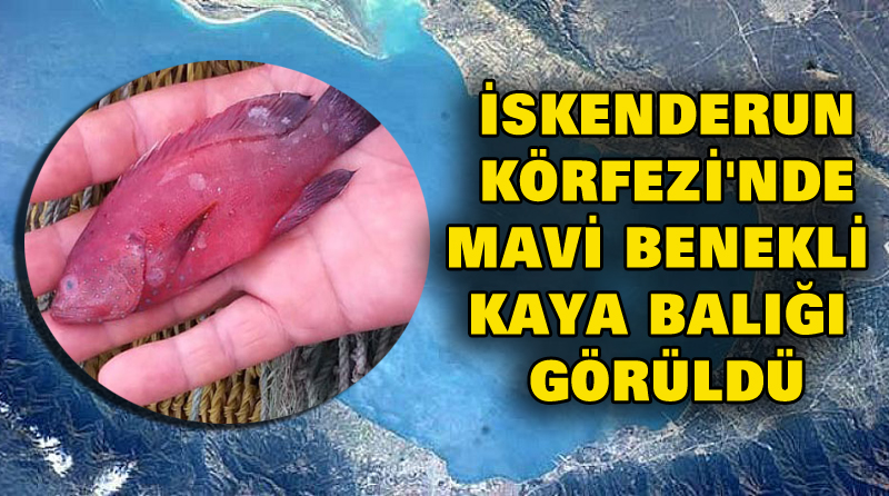İSKENDERUN KÖRFEZİ’NDE MAVİ BENEKLİ KAYA BALIĞI GÖRÜLDÜ