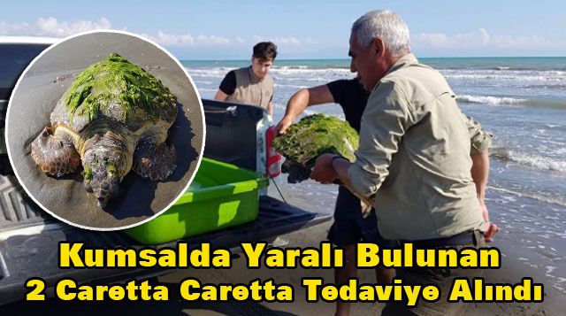 Kumsalda Yaralı Bulunan 2 Caretta Caretta Tedaviye Alındı