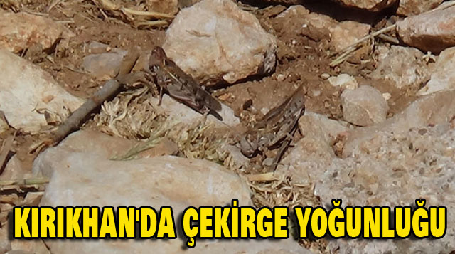 KIRIKHAN’DA ÇEKİRGE YOĞUNLUĞU