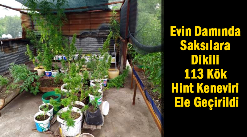 Hatay’da Evin Damında Saksılara Dikili 113 Kök Hint Keneviri Ele Geçirildi