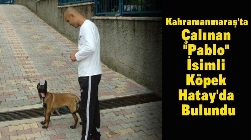 Kahramanmaraş’ta Çalınan “Pablo” İsimli Köpek Hatay’da Bulundu
