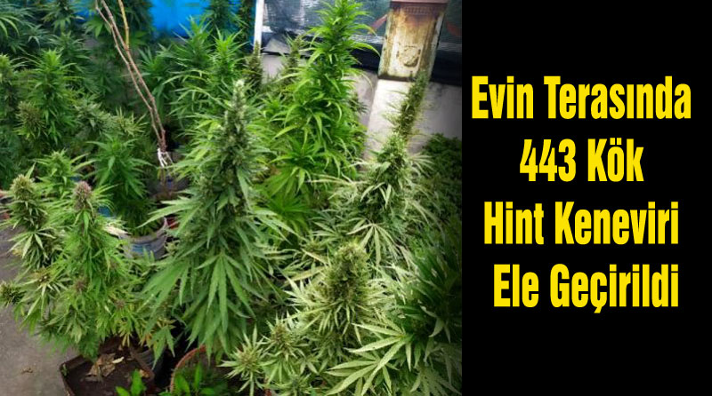 Evin Terasında 443 Kök Hint Keneviri Ele Geçirildi