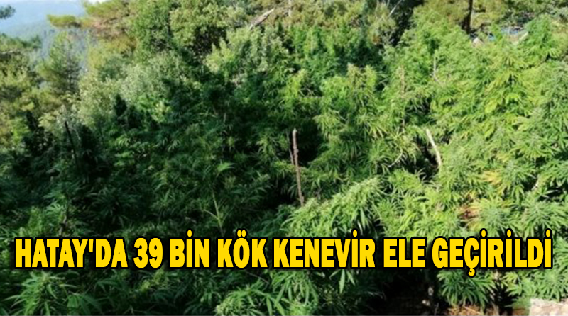 HATAY’DA 39 BİN KÖK KENEVİR ELE GEÇİRİLDİ