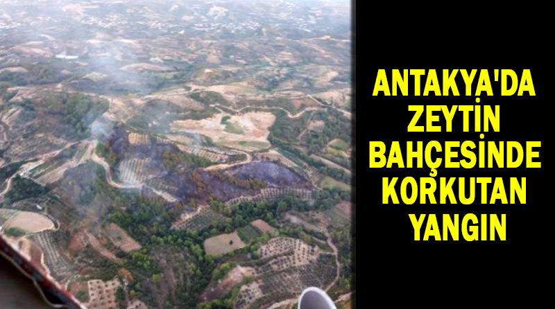 ANTAKYA’DA ZEYTİN BAHÇESİNDE KORKUTAN YANGIN