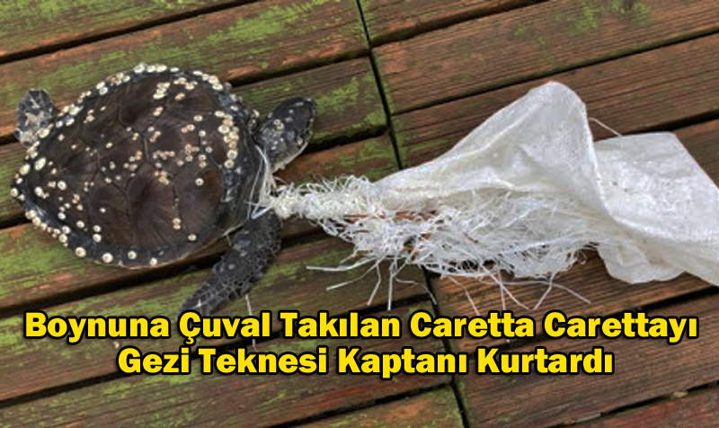 Boynuna Çuval Takılan Caretta Carettayı Gezi Teknesi Kaptanı Kurtardı
