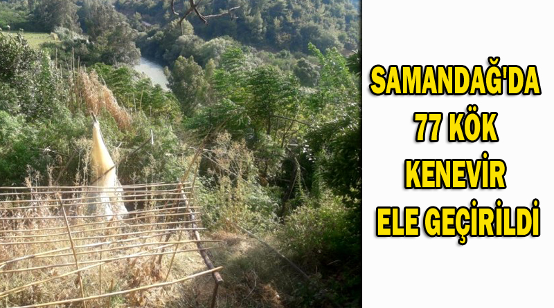 SAMANDAĞ’DA 77 KÖK KENEVİR ELE GEÇİRİLDİ