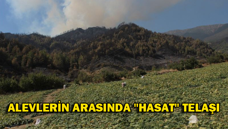 ALEVLERİN ARASINDA “HASAT” TELAŞI
