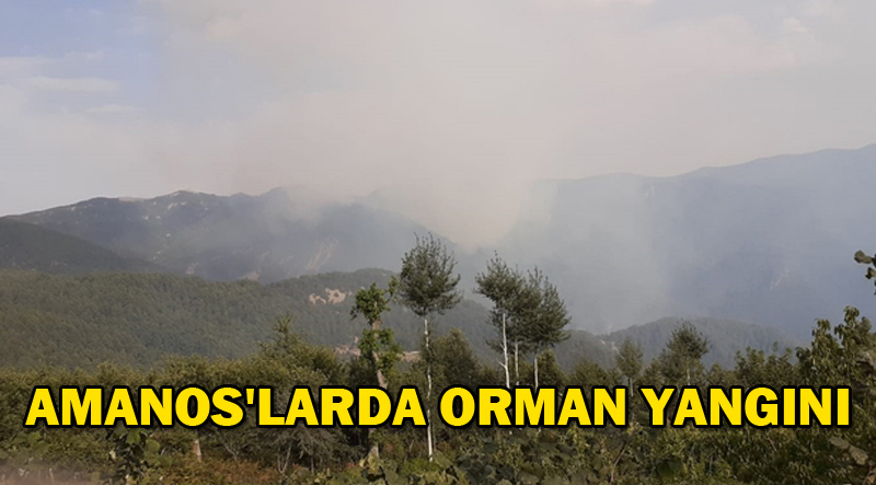 AMANOS’LARDA ORMAN YANGINI