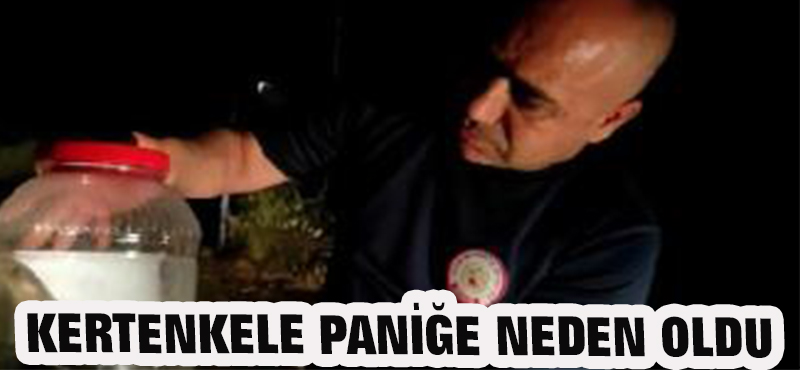 KERTENKELE PANİĞE NEDEN OLDU