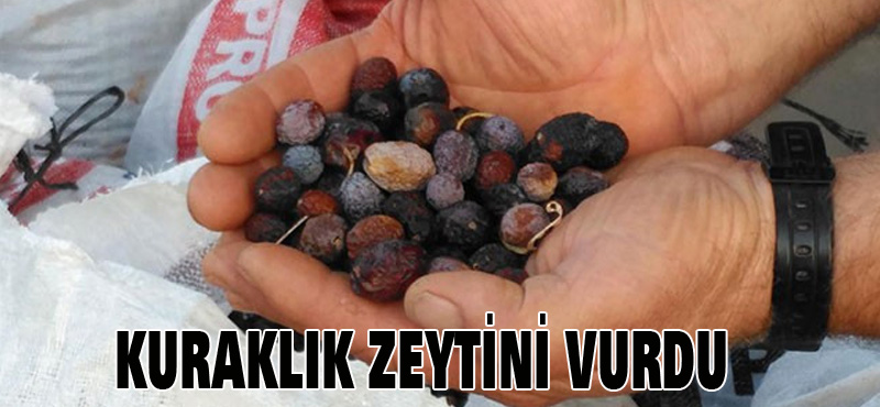 KURAKLIK ZEYTİNİ VURDU