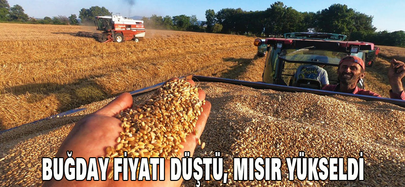 BUĞDAY FİYATI DÜŞTÜ, MISIR YÜKSELDİ