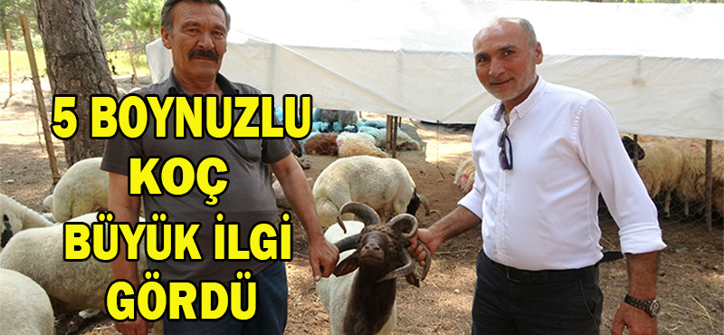 5 BOYNUZLU KOÇ BÜYÜK İLGİ GÖRDÜ