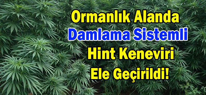 DAMLAMA SİSTEMLİ 1250 KÖK KENEVİR BİTKİSİ ELE GEÇİRİLDİ