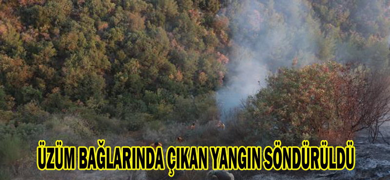 ÜZÜM BAĞLARINDA ÇIKAN YANGIN SÖNDÜRÜLDÜ