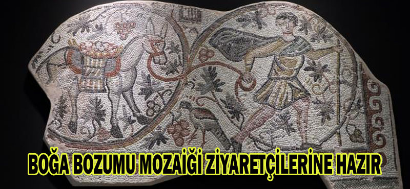 BOĞA BOZUMU MOZAİĞİ ZİYARETÇİLERİNE HAZIR