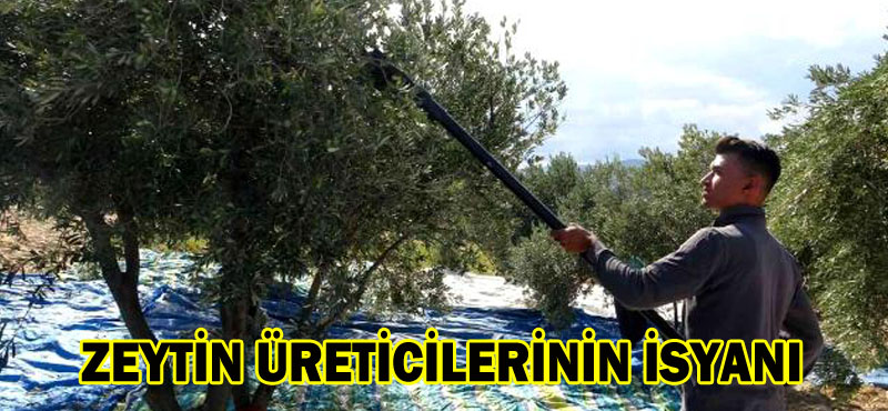 ZEYTİN ÜRETİCİLERİNİN İSYANI