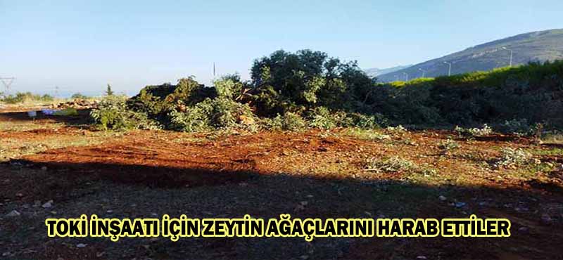 TOKİ İNŞAATI İÇİN ZEYTİN AGAÇLARINI HARAB ETTİLER
